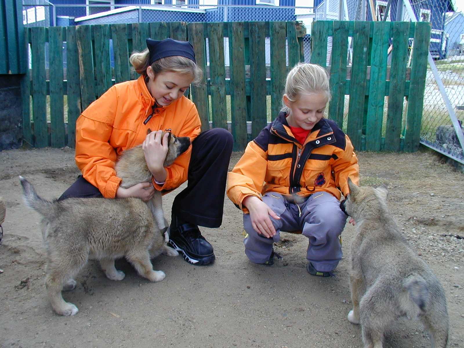 Børn og hundehvalpe i Illulissat